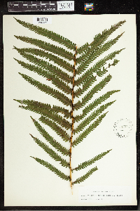 Matteuccia struthiopteris image