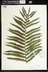 Matteuccia struthiopteris image