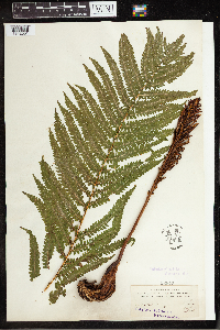 Matteuccia struthiopteris image