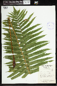Matteuccia struthiopteris image