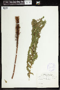 Matteuccia struthiopteris image