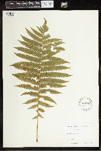 Matteuccia struthiopteris image