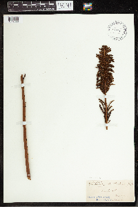 Matteuccia struthiopteris image