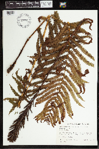 Matteuccia struthiopteris image