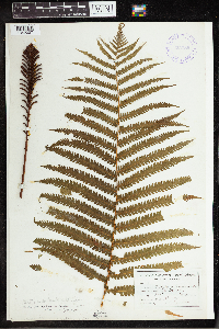 Matteuccia struthiopteris image