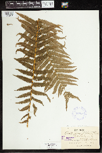 Image Associated With the Occurrence