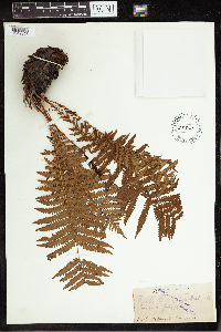 Image Associated With the Occurrence