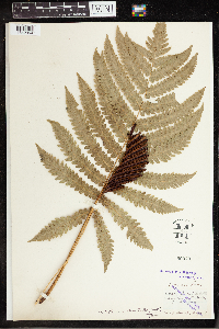 Media resource of Matteuccia orientalis