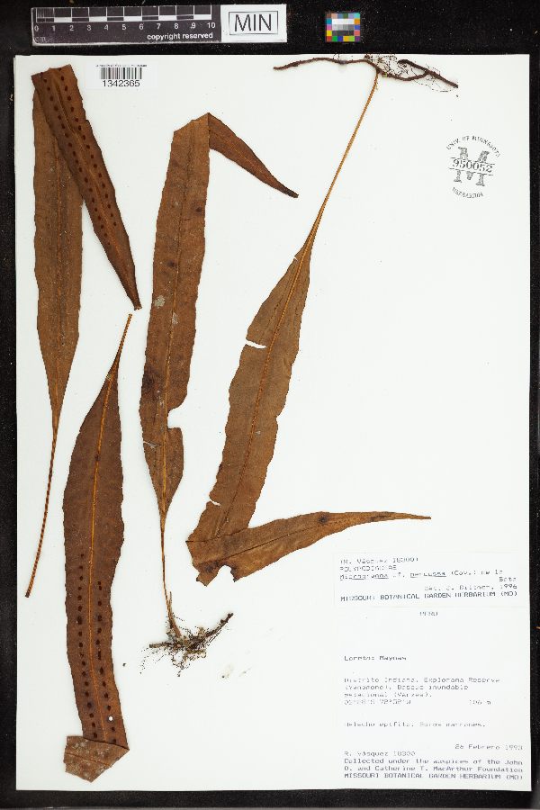 Microgramma percussa image