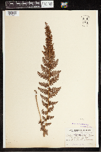 Image Associated With the Occurrence