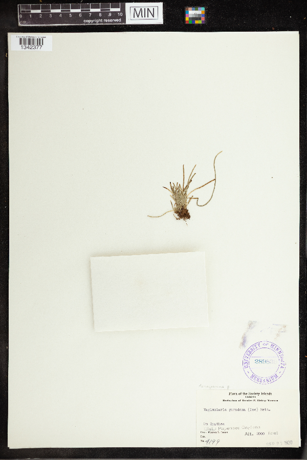 Monogramma paradoxa image