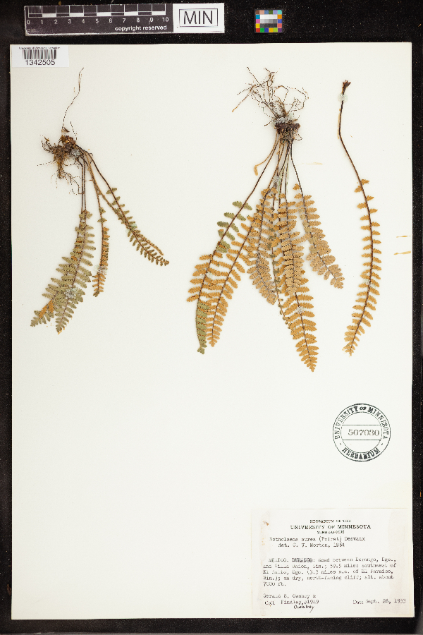 Notholaena aurea image