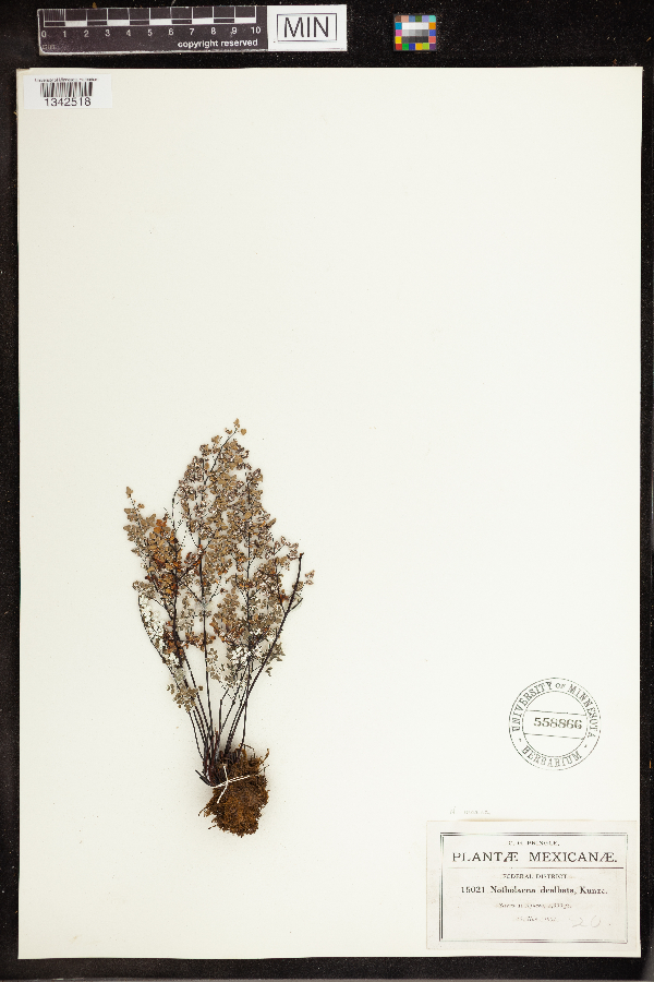 Notholaena dealbata image