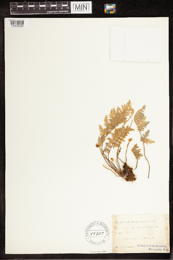 Notholaena newberryi image