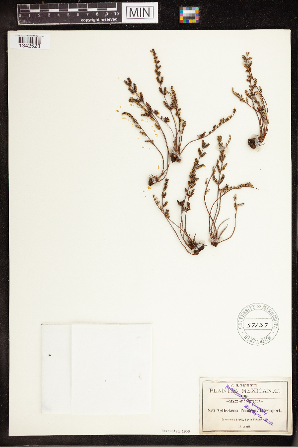 Notholaena pringlei image