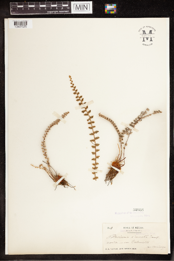 Notholaena sinuata image