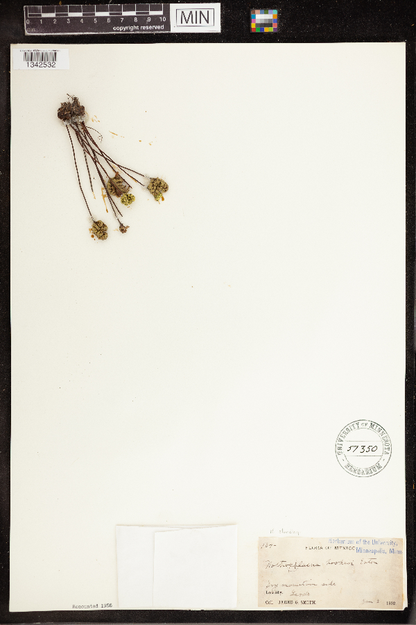 Notholaena hookeri image