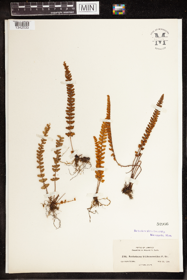 Notholaena trichomanoides image