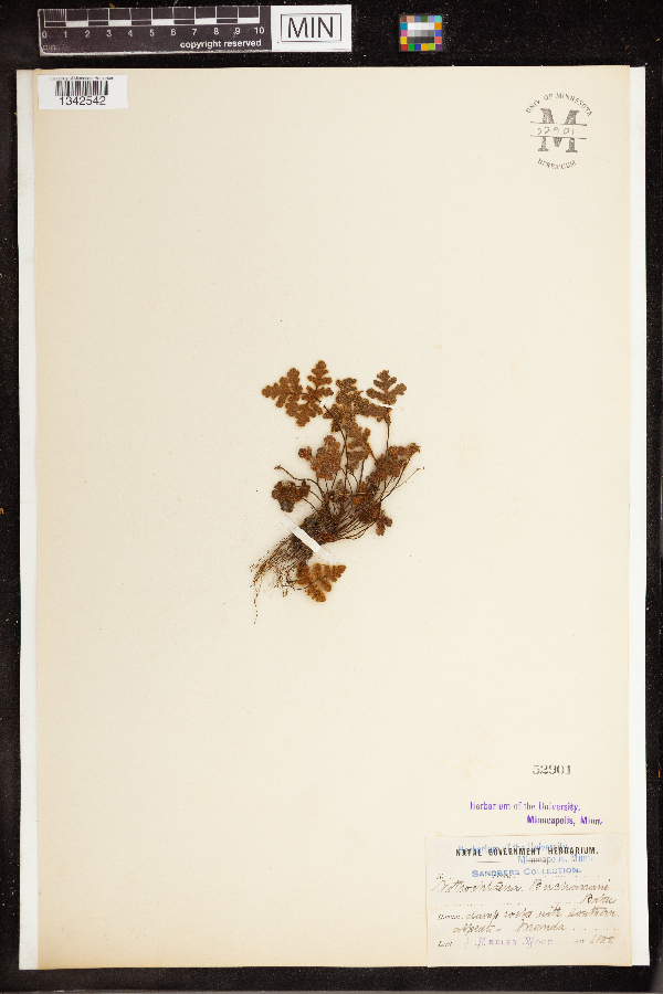 Notholaena buchanani image