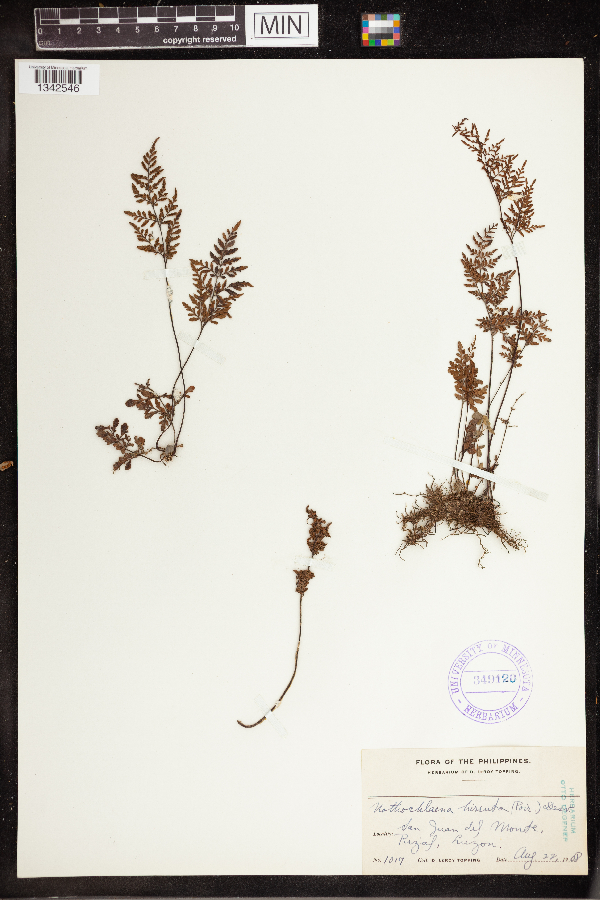 Notholaena hirsuta image