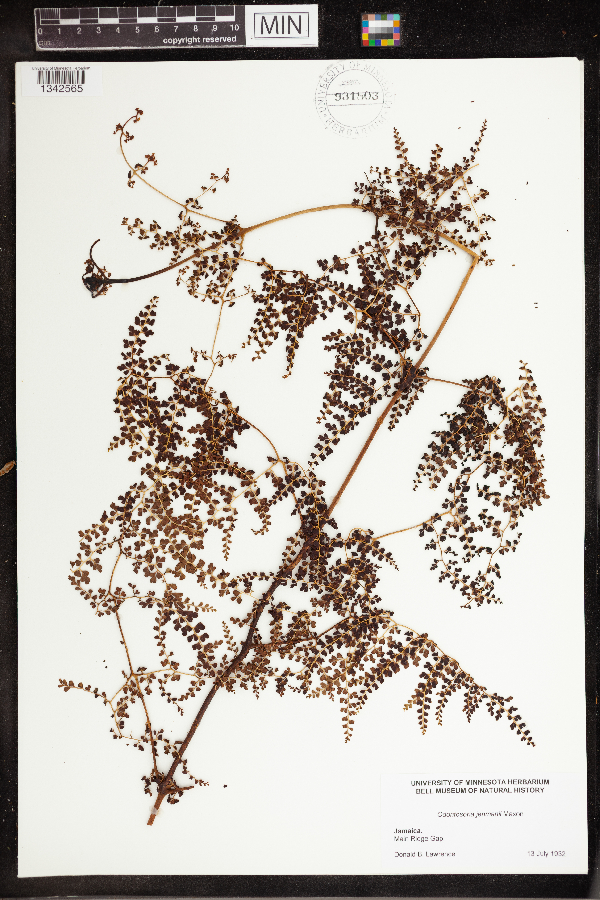 Odontosoria jenmanii image