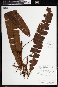 Image Associated With the Occurrence