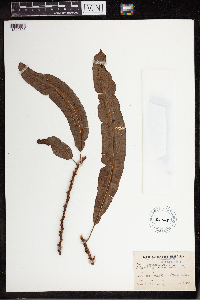 Oleandra articulata image