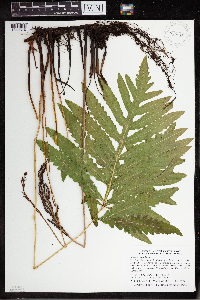 Thumbnail image of current specimen