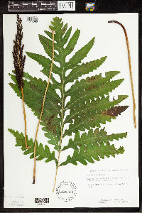 Thumbnail image of current specimen