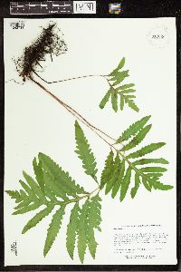 Thumbnail image of current specimen