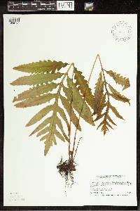 Thumbnail image of current specimen