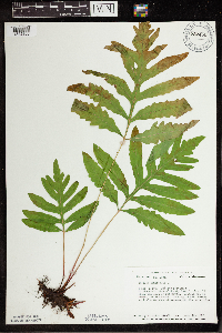 Onoclea sensibilis image