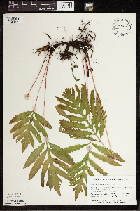 Onoclea sensibilis image