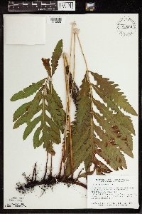 Onoclea sensibilis image