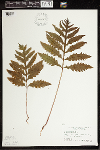 Onoclea sensibilis image
