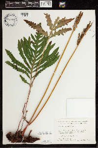 Onoclea sensibilis image