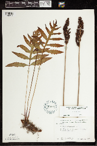 Onoclea sensibilis image