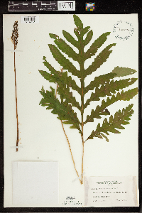 Onoclea sensibilis image