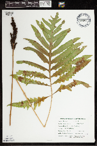 Onoclea sensibilis image