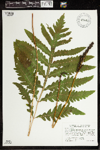 Onoclea sensibilis image