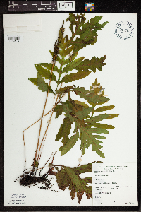 Onoclea sensibilis image