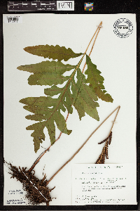 Onoclea sensibilis image