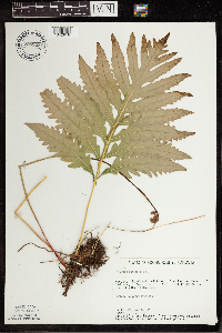Onoclea sensibilis image