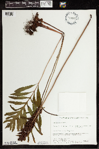 Onoclea sensibilis image