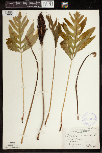 Onoclea sensibilis image