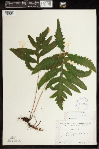 Onoclea sensibilis image