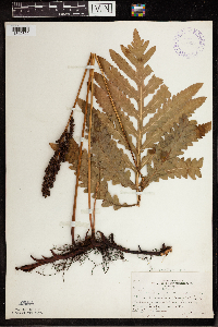 Onoclea sensibilis image