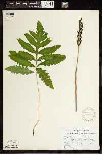 Onoclea sensibilis image