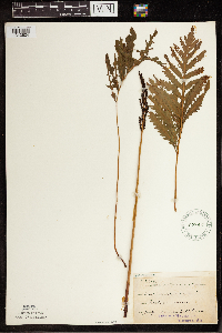 Onoclea sensibilis image