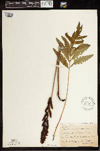 Onoclea sensibilis image